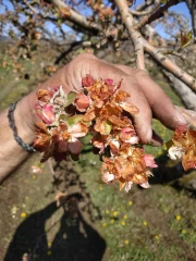 La production fruitière fortement compromise en Isère
