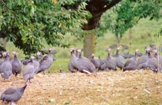 L'aide aux éleveurs de canards, pintades, cailles et pigeons ouvre le 19 avril