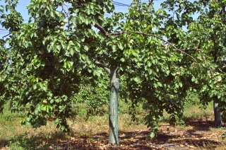 Producteurs de fruits en situations critiques