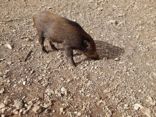 Un contrat entre chasseurs et agriculteurs pour réduire la population de sangliers de 20%