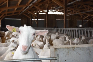 Les éleveurs devront nommer un référent « bien-être animal » d'ici 2022