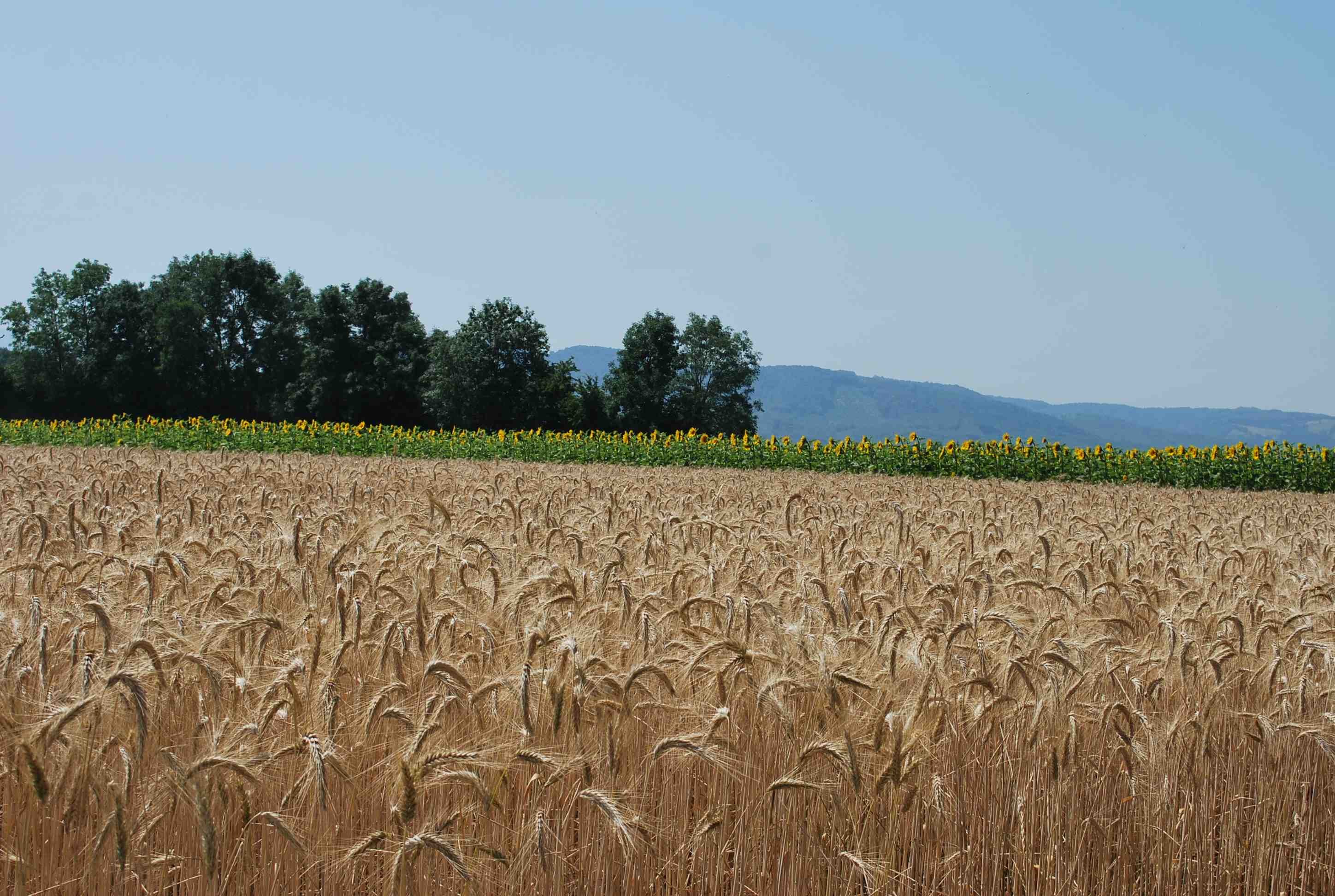 Blé : Bayer et RAGT collaborent pour développer des variétés hybrides en Europe