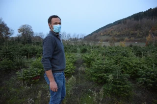Les ventes de sapins suspendues à un décret