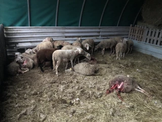  Massacre dans une bergerie de Saint-Just-de-Claix