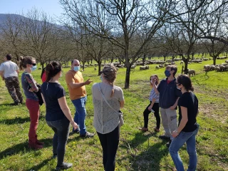 En Isère, les brebis pâturent sous les noyers