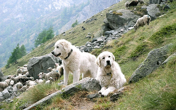 Former les bergers... et les chiens