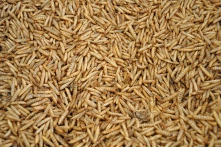 Le criquet migrateur autorisé dans les assiettes des Européens