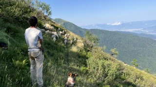 En alpage, les moutons, les loups… et les traileurs