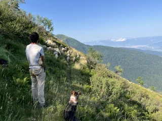 En alpage, les moutons, les loups… et les traileurs 