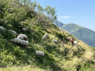 Les bergers du Jas des lièvres