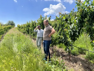 Les arbres comptent double