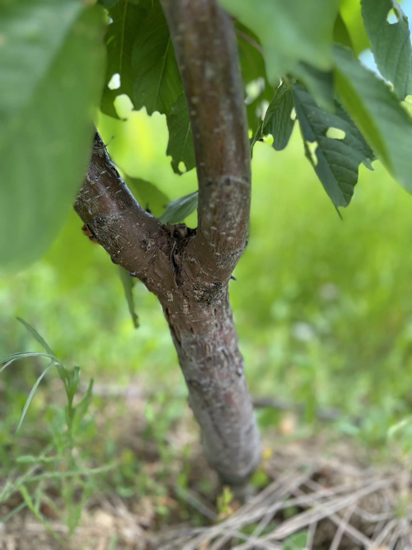 Le double axe : une technologie innovante