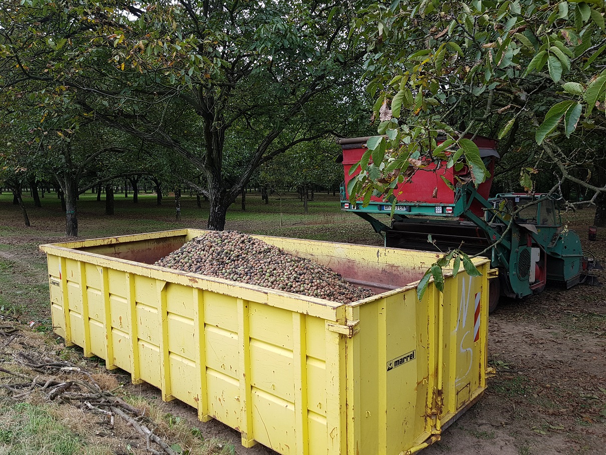 La récolte de noix de Grenoble débute le 30 septembre