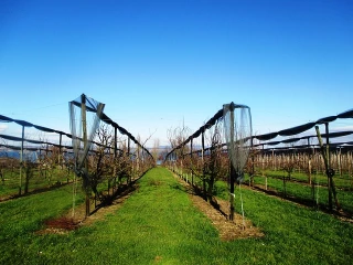 Arboriculture : le CQP en production fruitière démarrera dans la Drôme fin janvier