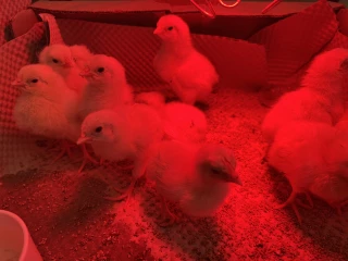 poussins