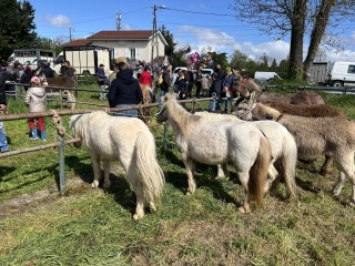 chevaux et poneys