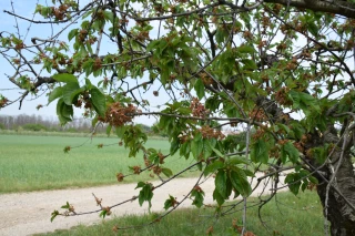 Ouverture d'un dispositif d’urgence à destination des arboriculteurs en Isère