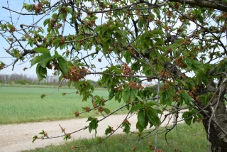 Ouverture d'un dispositif d’urgence à destination des arboriculteurs en Isère