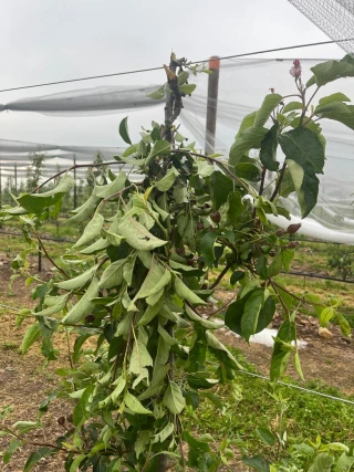 La grêle dans les vergers de Roussillon