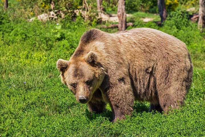 En Ariège, un ours attaque un berger, une première selon la FNO
