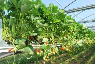 La filière fraises iséroise est en devenir