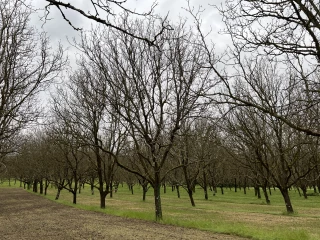 Les nuciculteurs bio isérois en plein questionnement