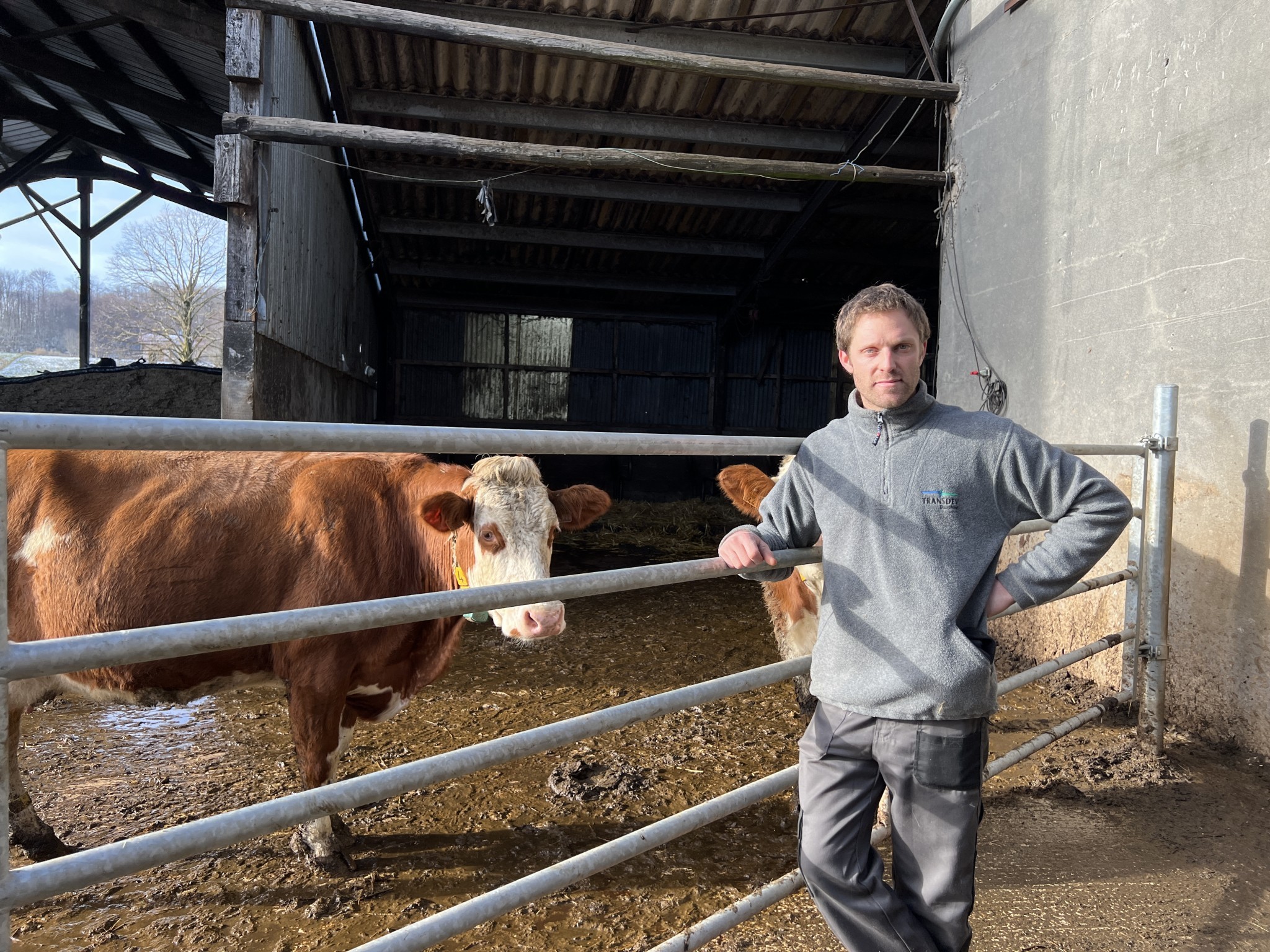 Les simmental restent sur les cimes de Saint-Sulpice