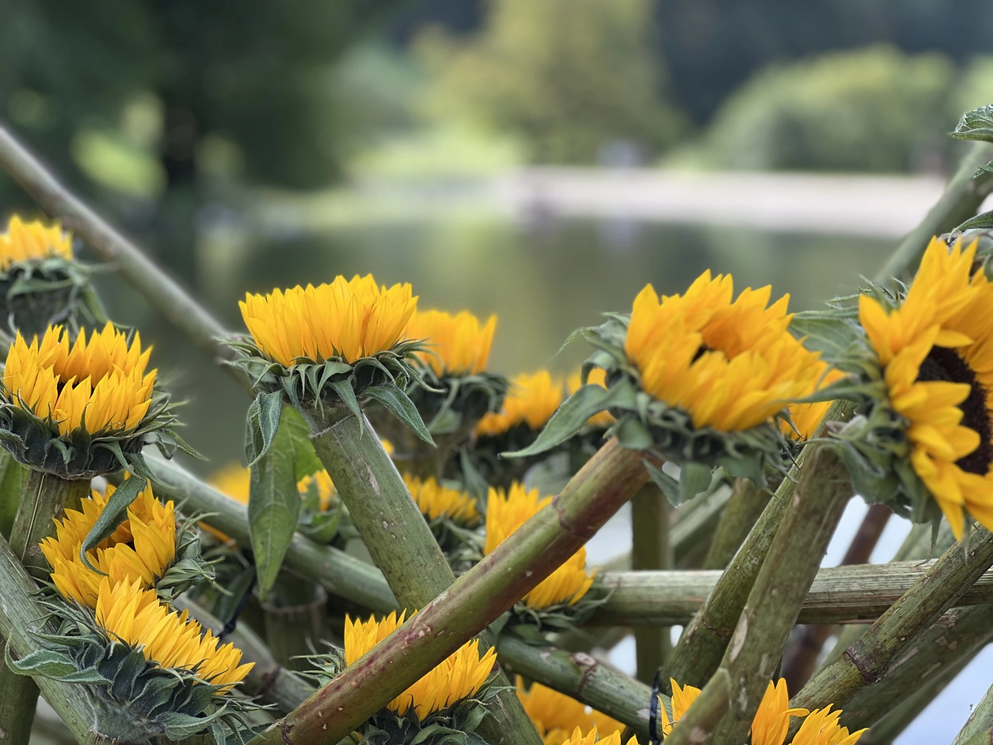 Prix des Journées des plantes