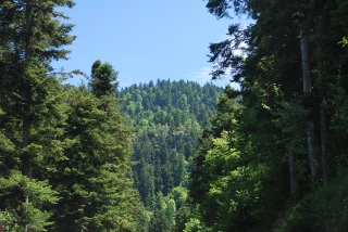 « Obtenir une meilleure cohabitation en forêt »