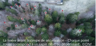forêt vue d'en haut