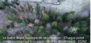 forêt vue d'en haut