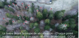 forêt vue d'en haut