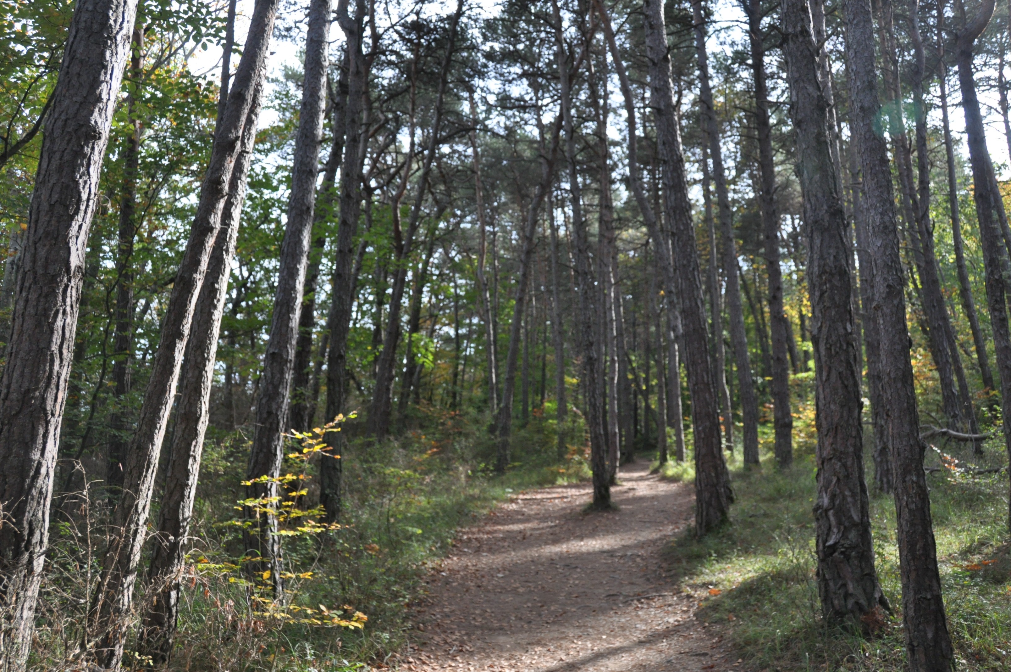 Habiter bois en Isère du 7 au 16 octobre