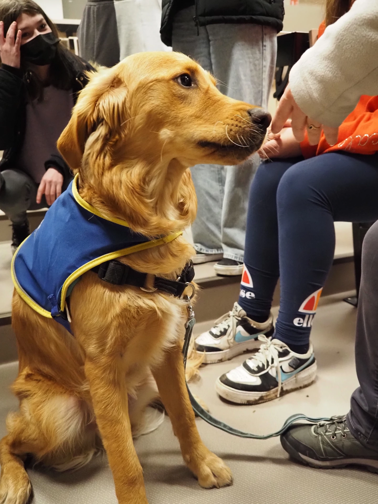 Handi’chiens : des chiens d’assistance gratuits