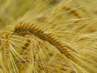 Les céréales victimes de la sécheresse