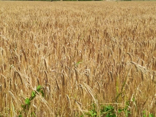 Moins de céréales en Isère en 2022
