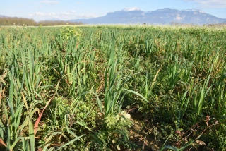 Des couverts adaptés à la sécheresse