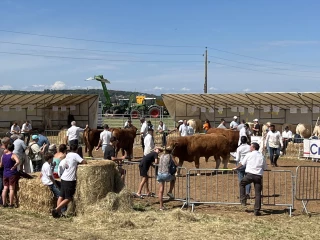 Les éleveurs de charolaises et de limousines isérois aiment se défier en concours