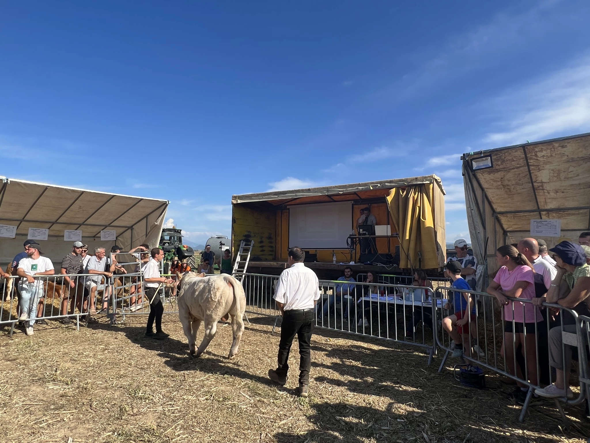 Une vente aux enchères de charolaises et de limousines en Isère