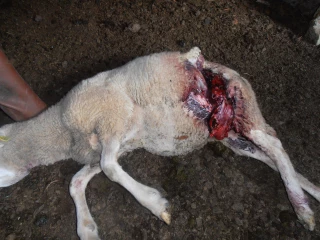 L'Isère sous la pression des loups