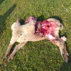 Les Bonnevaux déplorent trois nouvelles attaques de loup