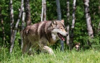 Les apparitions de loup se multiplient