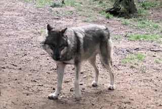 Loup : feu vert des Vingt-sept à l'abaissement du statut de protection