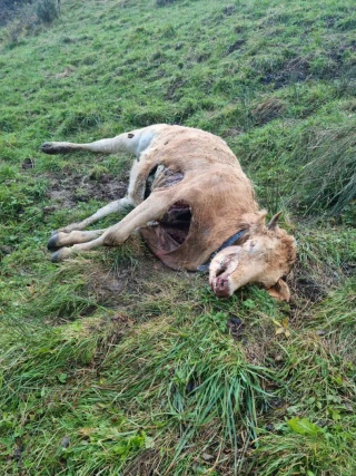 Une villarde tuée par le loup