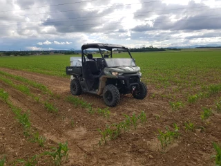 Les guêpes déposées en quad