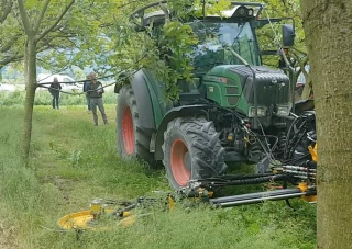 Désherbage sous noyer à Chatte