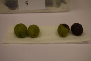 Les champignons agresseurs du noyer démasqués 