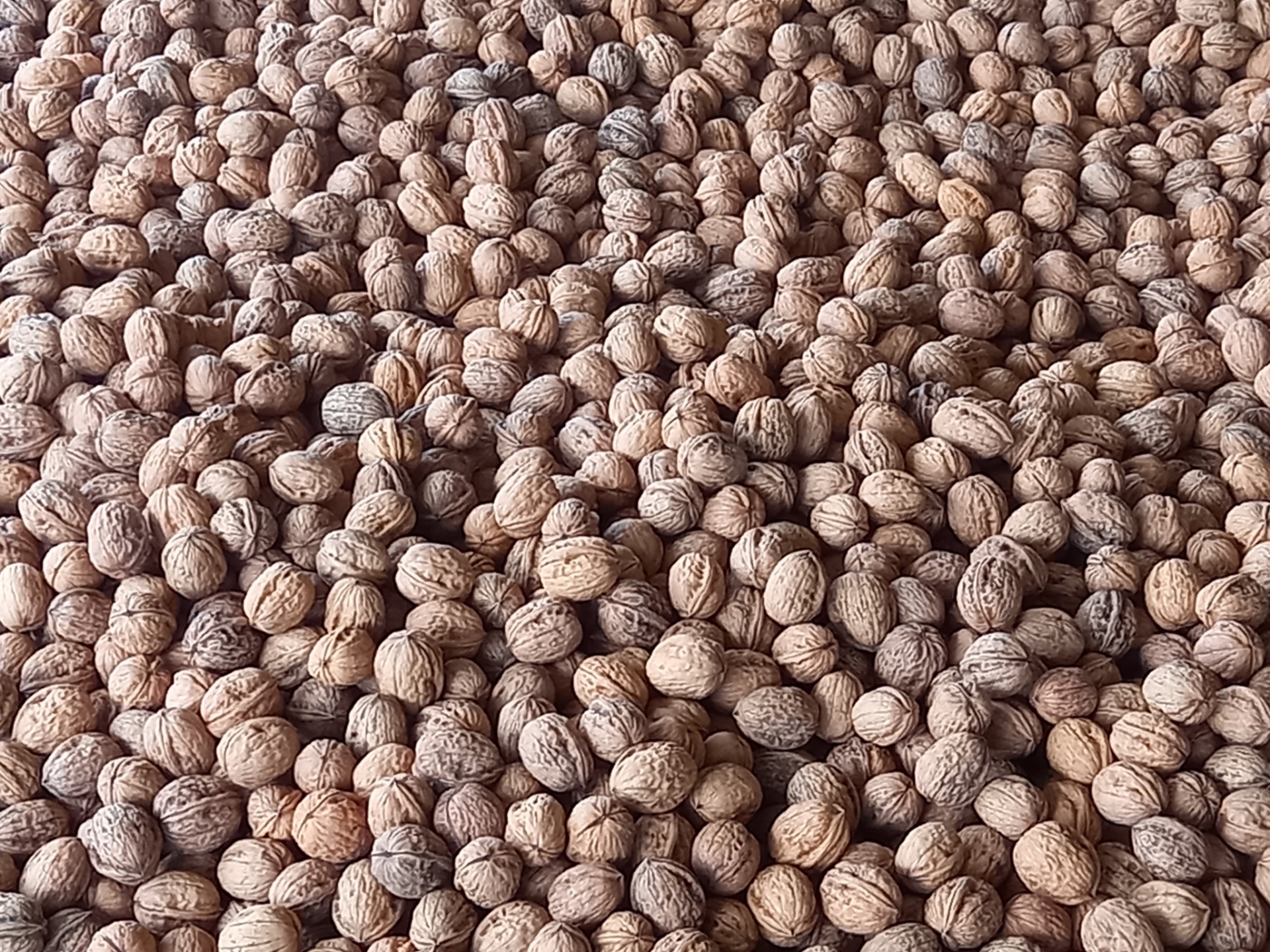 Une récolte de noix iséroise de qualité, en quantité