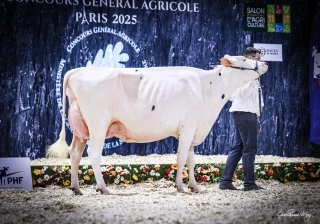 L’huile fait de l’or