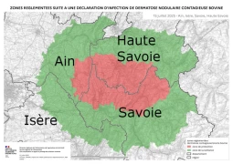 Dermatose nodulaire contagieuse : les vaccins arrivent